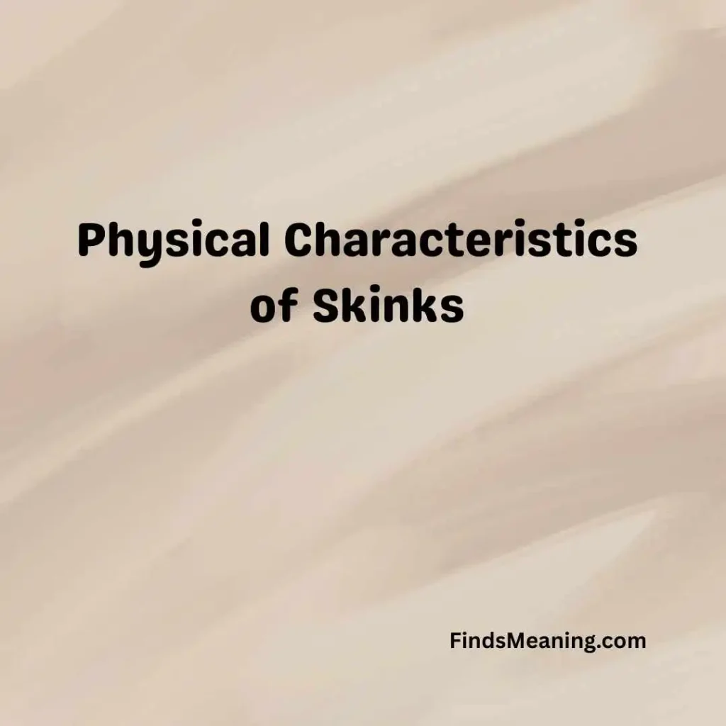 Physical Characteristics of Skinks
